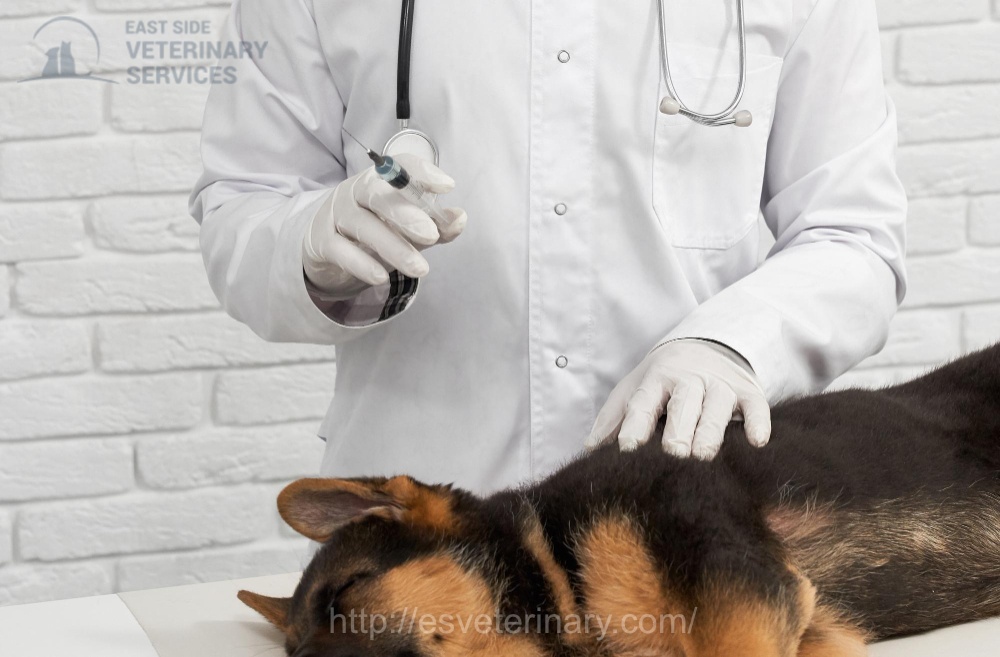 Pet-Vaccination-services