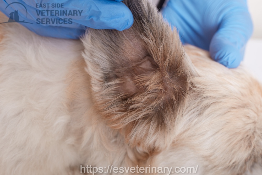 Vet scanning a microchipped pet at a veterinary clinic.
