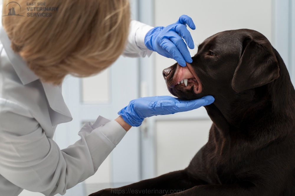 Pet Dental And Xray