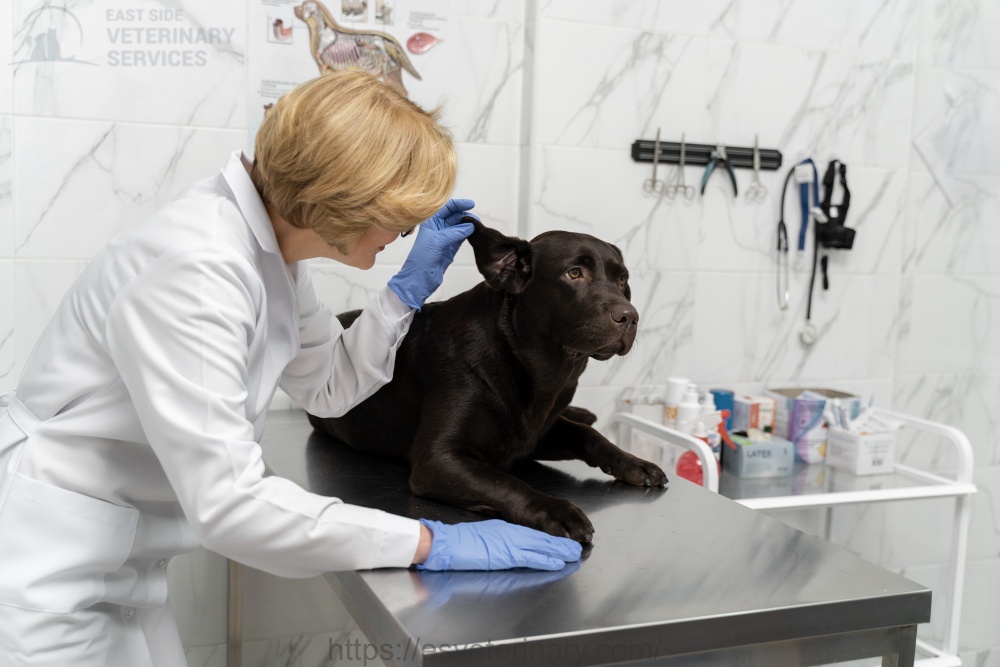 Pet Wellness In Kingston