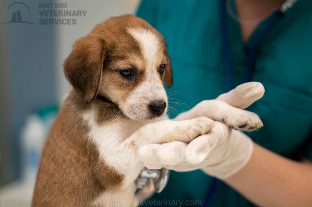 Pet Vaccinations