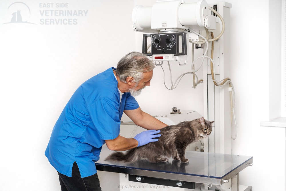 digital X-ray equipment