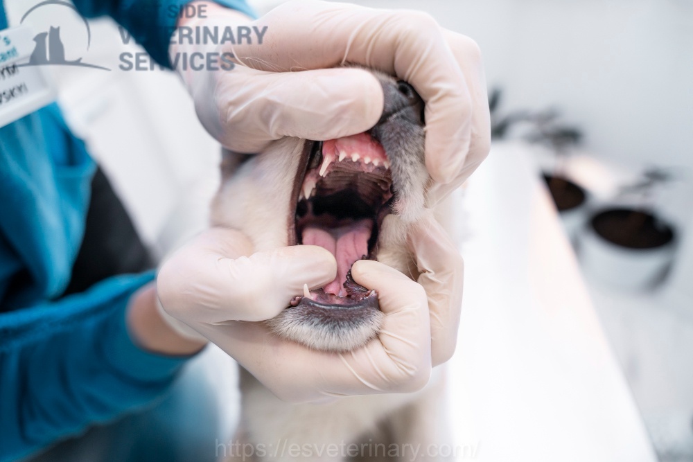 Pet Dental And Xray