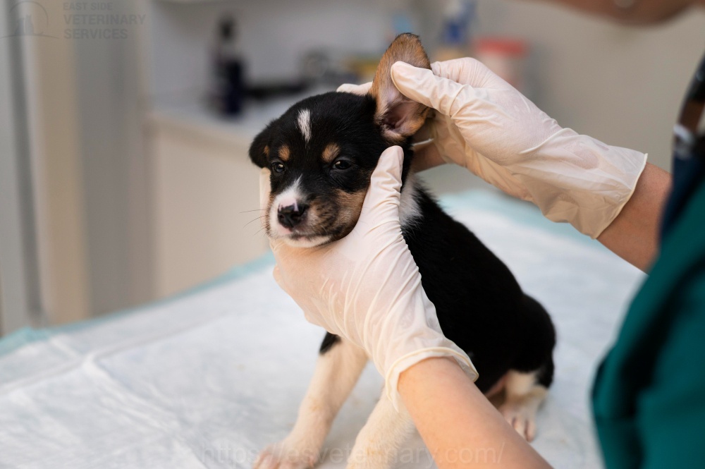 Pet Surgery and Anesthesia